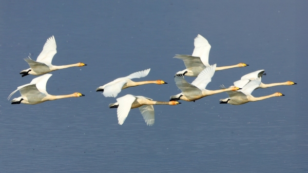 창원 주남저수지, 겨울철새 안정적 월동 후 북상 시작
